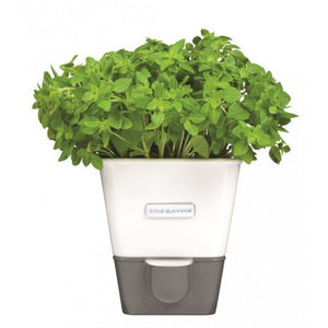 Conservateur à herbes fraiches 1 pôt