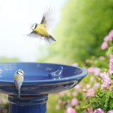 Bain oiseau sur pied
